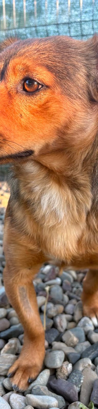 Roni – Mischling, Männchen, 1 Jahr, Kroatien – Foto 14