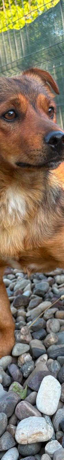Roni – Mischling, Männchen, 1 Jahr, Kroatien – Foto 15