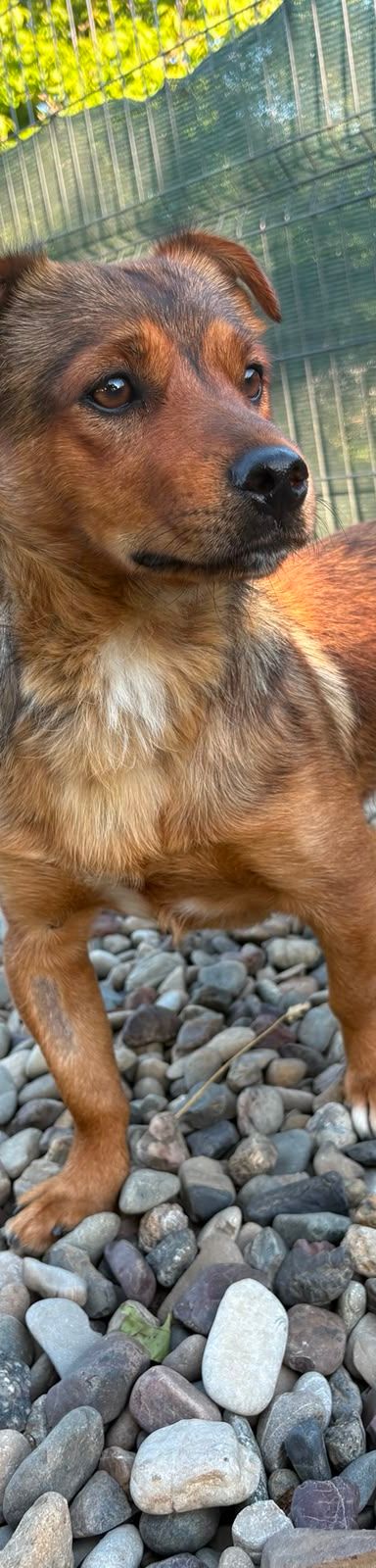 Roni – Mischling, Männchen, 1 Jahr, Kroatien – Foto 15