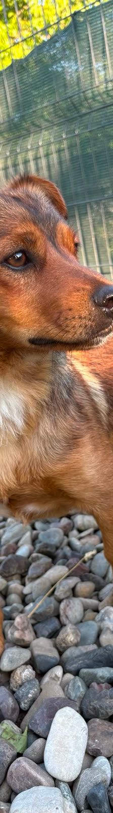 Roni – Mischling, Männchen, 1 Jahr, Kroatien – Foto 16