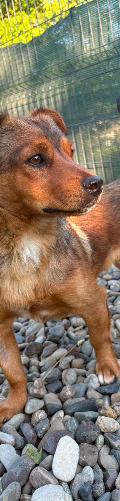 Roni – Mischling, Männchen, 1 Jahr, Kroatien – Foto 16