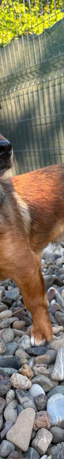 Roni – Mischling, Männchen, 1 Jahr, Kroatien – Foto 17