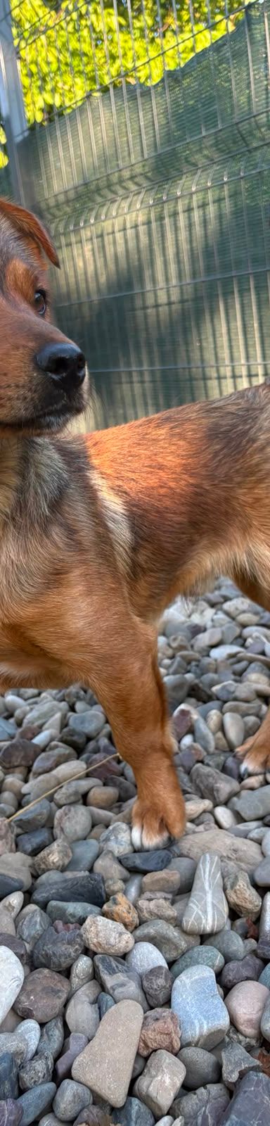 Roni – Mischling, Männchen, 1 Jahr, Kroatien – Foto 17