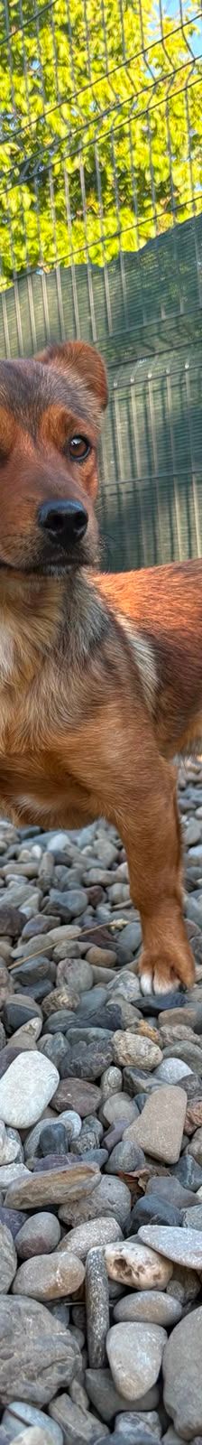 Roni – Mischling, Männchen, 1 Jahr, Kroatien – Foto 18
