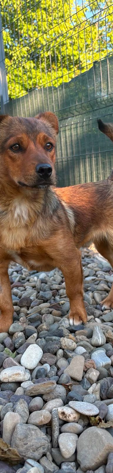Roni – Mischling, Männchen, 1 Jahr, Kroatien – Foto 18