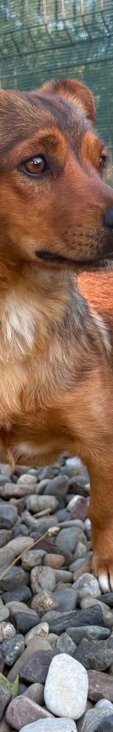 Roni – Mischling, Männchen, 1 Jahr, Kroatien – Foto 19