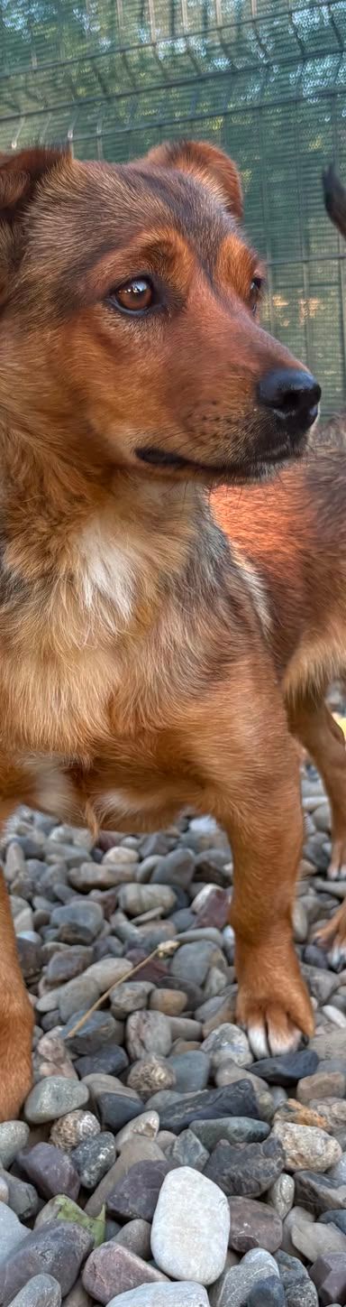 Roni – Mischling, Männchen, 1 Jahr, Kroatien – Foto 19