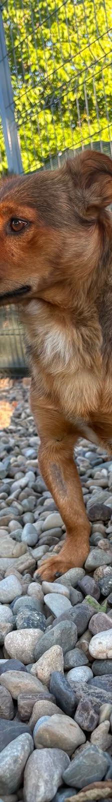 Roni – Mischling, Männchen, 1 Jahr, Kroatien – Foto 20