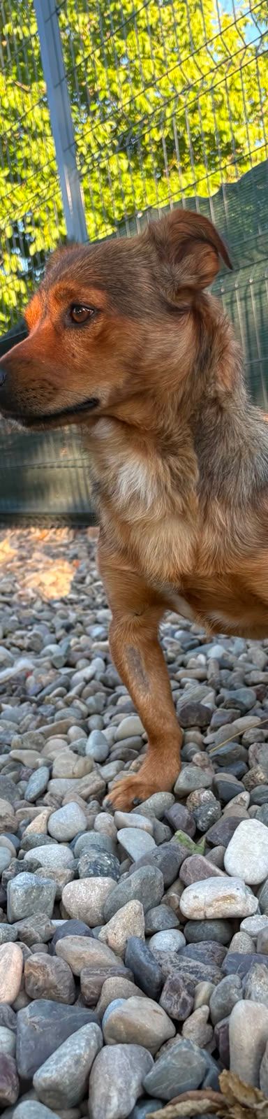 Roni – Mischling, Männchen, 1 Jahr, Kroatien – Foto 20