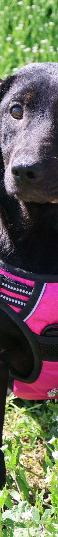 Vanna – Mischling, Weibchen, 8 Monate, Nordic Strays e.V. – Foto 1