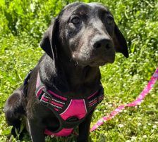 Vanna – Mischling, Weibchen, 8 Monate, Nordic Strays e.V. – Foto 2