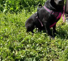 Vanna – Mischling, Weibchen, 8 Monate, Nordic Strays e.V. – Foto 3