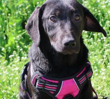 Vanna – Mischling, Weibchen, 8 Monate, Nordic Strays e.V. – Foto 4