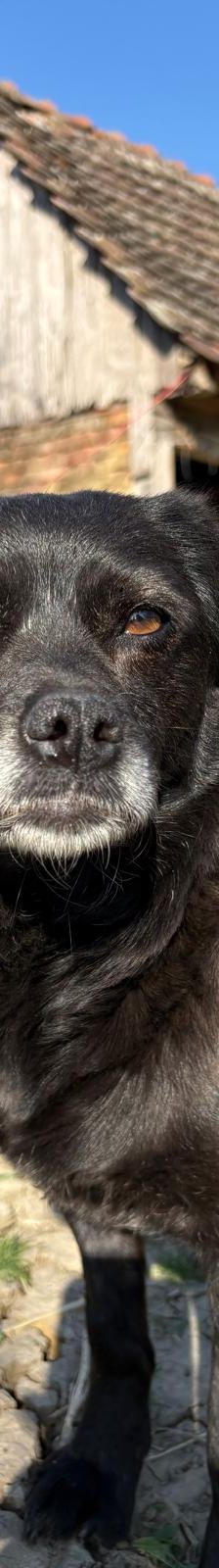 Vanna – Mischling, Weibchen, 8 Monate, Nordic Strays e.V. – Foto 5