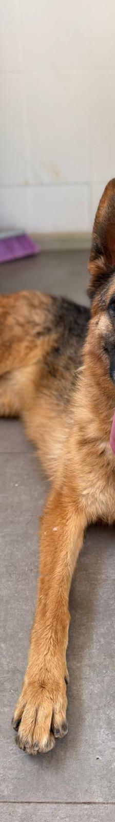 Vanna – Mischling, Weibchen, 8 Monate, Nordic Strays e.V. – Foto 6