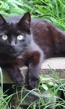 Sebastian – Katze, Männchen, 3 Jahre 6 Monate, 32758 Detmold – Foto 1