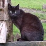 Sebastian – Katze, Männchen, 3 Jahre 6 Monate, 32758 Detmold – Foto 2