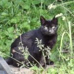 Sebastian – Katze, Männchen, 3 Jahre 6 Monate, 32758 Detmold – Foto 3