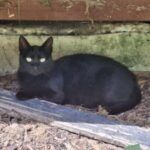 Sebastian – Katze, Männchen, 3 Jahre 6 Monate, 32758 Detmold – Foto 4