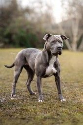 Shila – Am Staff-Mix, Weibchen, 2 Jahre 2 Monate, 70195 Stuttgart-Botnang – Foto 1