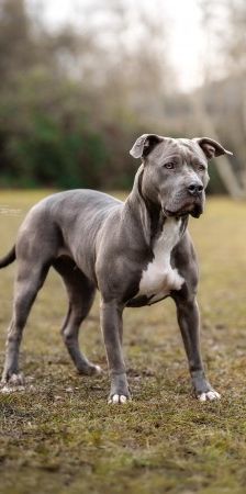 Shila – Am Staff-Mix, Weibchen, 2 Jahre 2 Monate, 70195 Stuttgart-Botnang – Foto 2