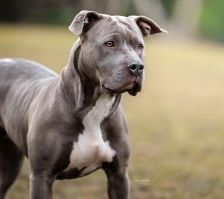 Shila – Am Staff-Mix, Weibchen, 2 Jahre 2 Monate, 70195 Stuttgart-Botnang – Foto 3