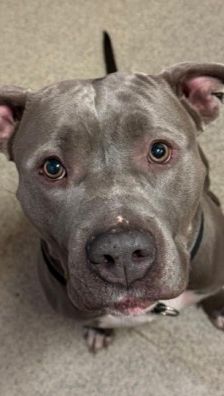 Shila – Am Staff-Mix, Weibchen, 2 Jahre 2 Monate, 70195 Stuttgart-Botnang – Foto 4