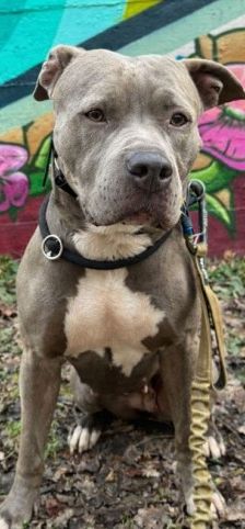 Shila – Am Staff-Mix, Weibchen, 2 Jahre 2 Monate, 70195 Stuttgart-Botnang – Foto 5