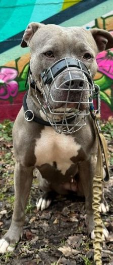 Shila – Am Staff-Mix, Weibchen, 2 Jahre 2 Monate, 70195 Stuttgart-Botnang – Foto 7