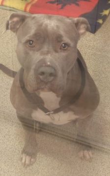 Shila – Am Staff-Mix, Weibchen, 2 Jahre 2 Monate, 70195 Stuttgart-Botnang – Foto 8