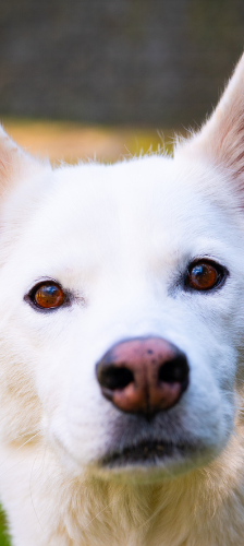 Ghost – Husky, Männchen, 5 Jahre, 28357 Bremen – Foto 1