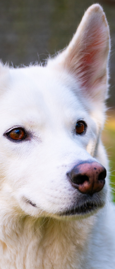 Ghost – Husky, Männchen, 5 Jahre, 28357 Bremen – Foto 2