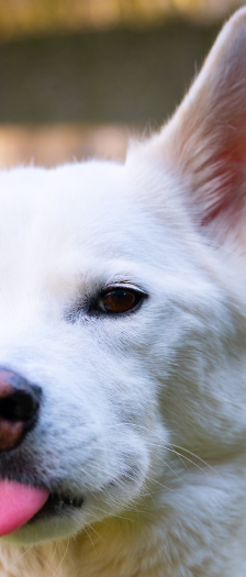 Ghost – Husky, Männchen, 5 Jahre, 28357 Bremen – Foto 3
