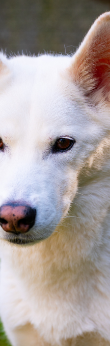 Ghost – Husky, Männchen, 5 Jahre, 28357 Bremen – Foto 4