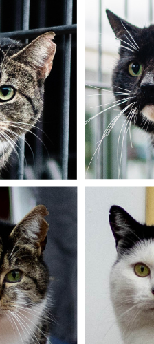 Chopper Brook Trunks und Mai – Hauskatze, Männchen, 1 Jahr, 28357 Bremen – Foto 1