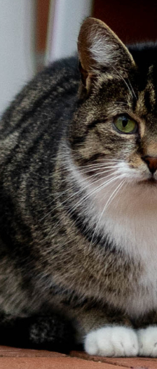 Chopper Brook Trunks und Mai – Hauskatze, Männchen, 1 Jahr, 28357 Bremen – Foto 2