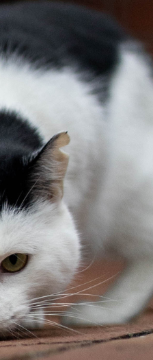 Chopper Brook Trunks und Mai – Hauskatze, Männchen, 1 Jahr, 28357 Bremen – Foto 3