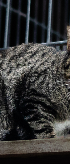 Chopper Brook Trunks und Mai – Hauskatze, Männchen, 1 Jahr, 28357 Bremen – Foto 4
