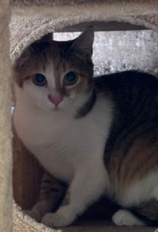 Levina – EKH, Weibchen, 7 Monate, 97074 Würzburg – Foto 1