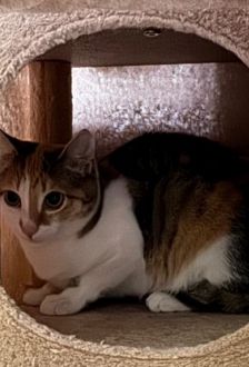 Levina – EKH, Weibchen, 7 Monate, 97074 Würzburg – Foto 2