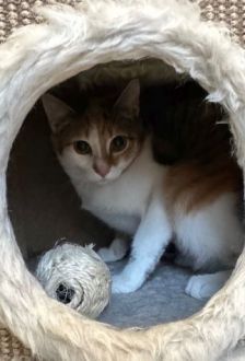 Levina – EKH, Weibchen, 7 Monate, 97074 Würzburg – Foto 3