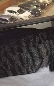 Mari – Europäisch Kurzhaar, Weibchen, 2 Jahre, 65520 Bad Camberg – Foto 12