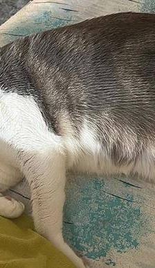 Mari – Europäisch Kurzhaar, Weibchen, 2 Jahre, 65520 Bad Camberg – Foto 6