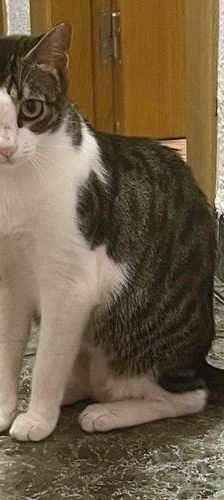Mari – Europäisch Kurzhaar, Weibchen, 2 Jahre, 65520 Bad Camberg – Foto 9