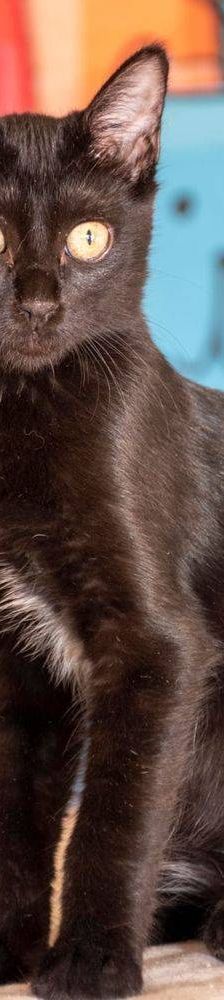 Biela & Bujia – Europäisch Kurzhaar, Weibchen, 7 Monate, 65520 Bad Camberg – Foto 23