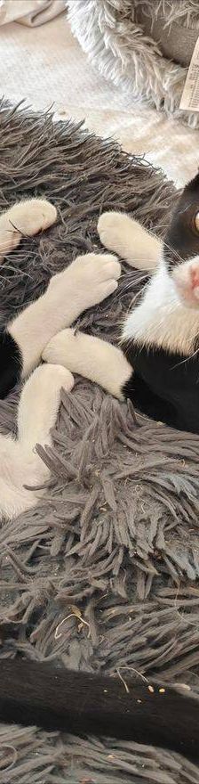 Biela & Bujia – Europäisch Kurzhaar, Weibchen, 7 Monate, 65520 Bad Camberg – Foto 36