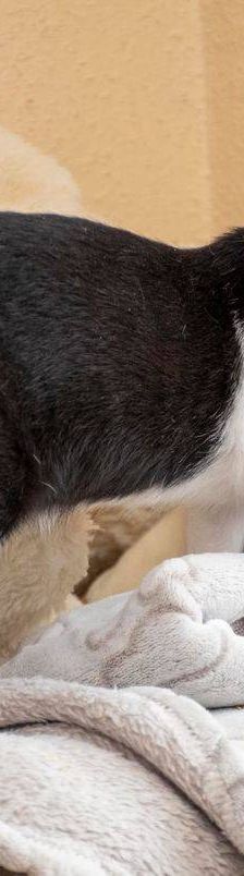 Biela & Bujia – Europäisch Kurzhaar, Weibchen, 7 Monate, 65520 Bad Camberg – Foto 40