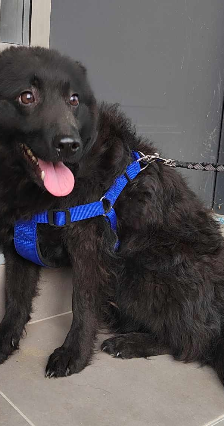 Nina – Kroatischer Schäfermix, Weibchen, 2 Jahre, Nordic Strays e.V. – Foto 1