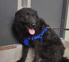 Nina – Kroatischer Schäfermix, Weibchen, 2 Jahre, Nordic Strays e.V. – Foto 2