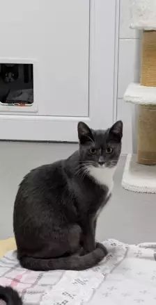 Xiao – EKH, Männchen, Alter unbekannt, 26389 Wilhelmshaven – Foto 6